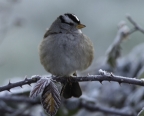 White-crowned Sparrow. Photo by Thomas Roach